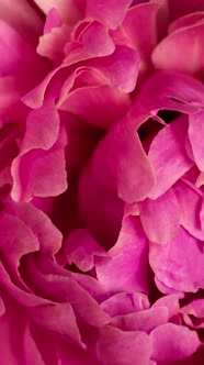 Timelapse of the Spring Lush Bloom of a Pink Peony. Vertical  Video alt