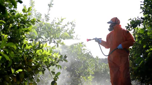 Farm worker spraying pesticide and insecticide on protective suit at lemon trees plantation  alt