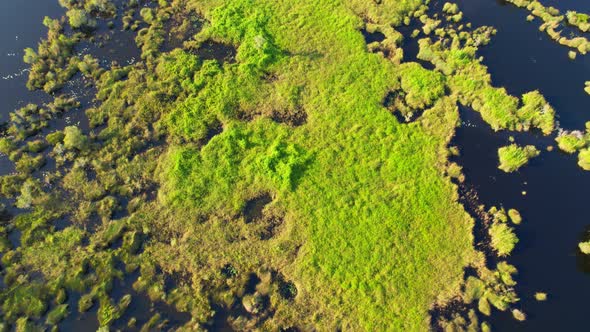 wetlands with various trees represent the integrity of the forest. alt