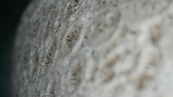 Corals With Details alt