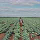 Man Walking Along Farm Field - VideoHive Item for Sale