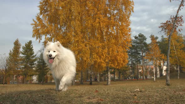 The Samoyed Dog Walks in Park