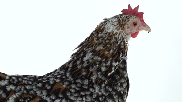 Hen Milfler Isolated at White Background in Studio alt