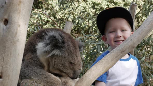 Young boy smiling at the camera while a koala rests in a eucalyptus tree. alt