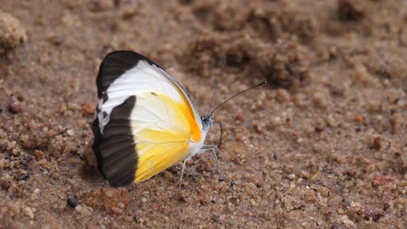 Butterflies get nutrients from moist soil alt