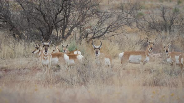 Herd of Pronghorn Antelope in Central Arizona alt