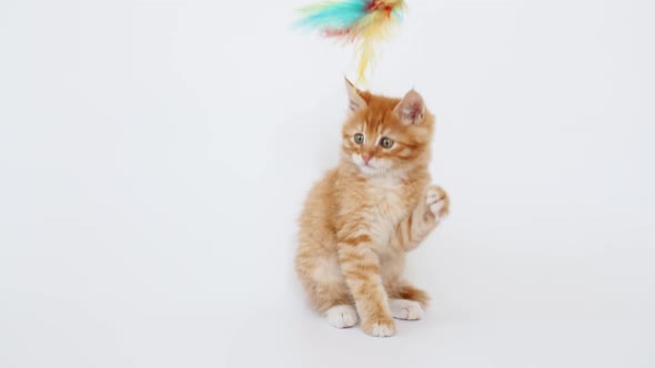 Ginger Cat Hunting for a Mouse on White Isolated Background alt