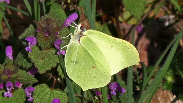 Brimstone, gonepteryx rhamni, Adult Foraging a Flower, Pollinisation Act, Normandy, Real Time alt