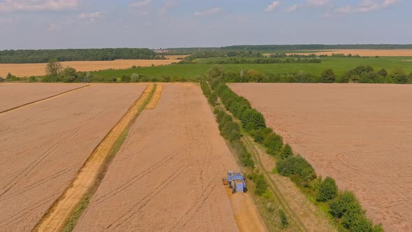 Combine Harvester Harvesting Ripe Wheat alt