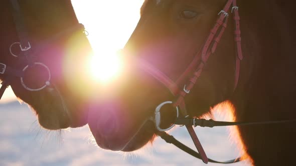 Two Horses Posing for the Camera a Horse With a Rider in the Winter at Sunset alt
