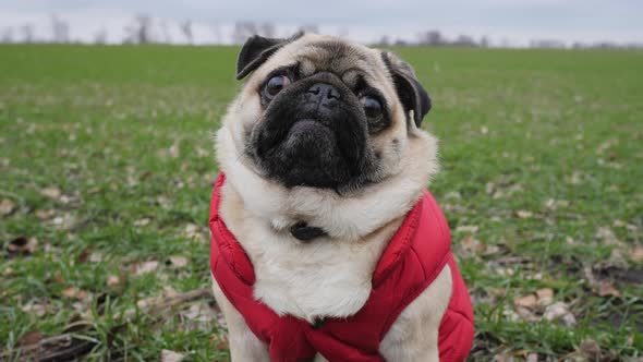 Pug Dog Sitting in Green Wheat Field Dressed Red Vest Like Farmer alt