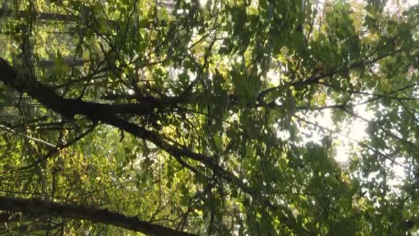 Vertical Video of an Autumn Forest During the Day in Ukraine alt