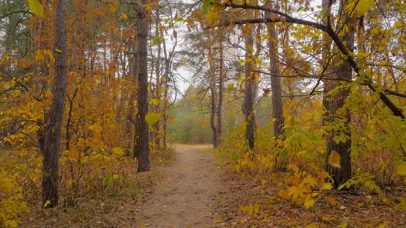 Walking Through Empty Autumn Park Coniferous Forest Nobody  Steadicam Shot