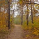 Walking Through Empty Autumn Park Coniferous Forest Nobody  Steadicam Shot - VideoHive Item for Sale