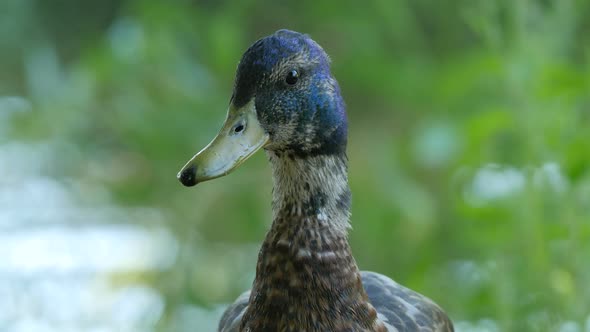 Close up view of a duck 