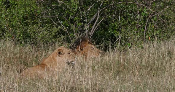 952013 African Lion, panthera leo, Pair standing in Dry grass, Nairobi Park in Kenya, Real Time 4K alt
