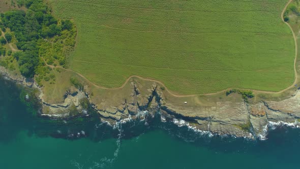 Ripe Sunflowers near the Seashore, Looking from the Top  alt