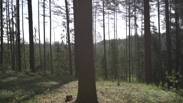 Slow Motion footage of green pine forest