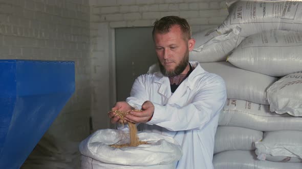 Barley Malt in Bags. A Man Checks the Quality of Raw Materials.