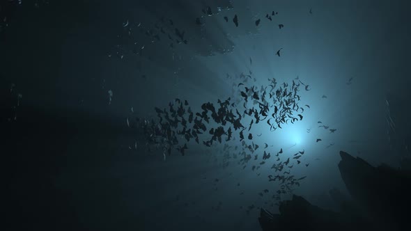 Bats flying in a cave at night