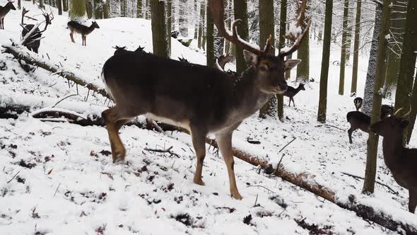 Fallow deer stag being fed while grazing with the herd,winter forest. alt