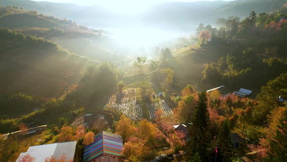 Wild Himalayan Cherry Blossom (Prunus cerasoides) bloom on the hill alt