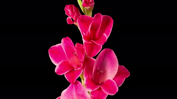 Time lapse of Opening Pink Gladiolus Flower alt