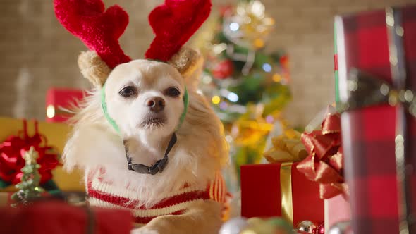 happiness and cheerful Dog breed  brown chihuahua wearing glasses sit with gifts present boxes alt
