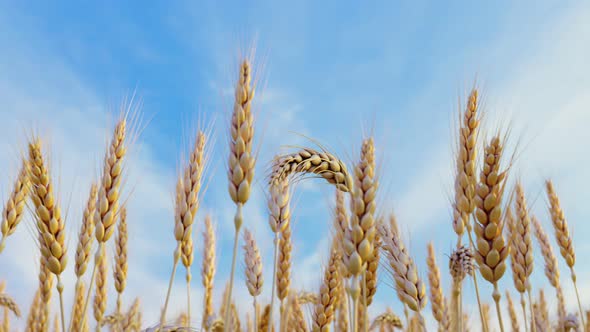 Animation of ripe ears of grain. Ears of wheat are gently moving in the wind. alt