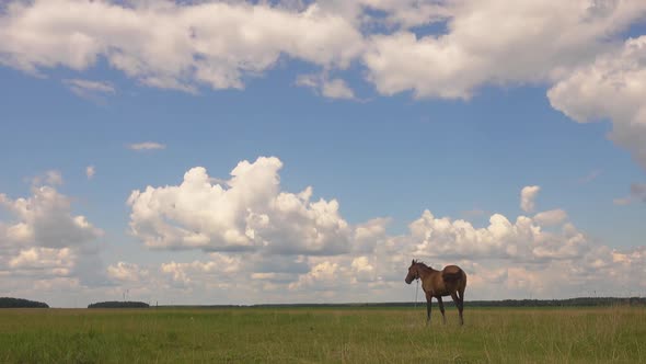 One Beautiful Horse Grazing in Field