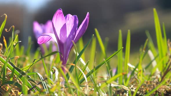 Violet spring crocus