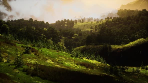 Green Trees in Canyon at Sunset with Fog alt