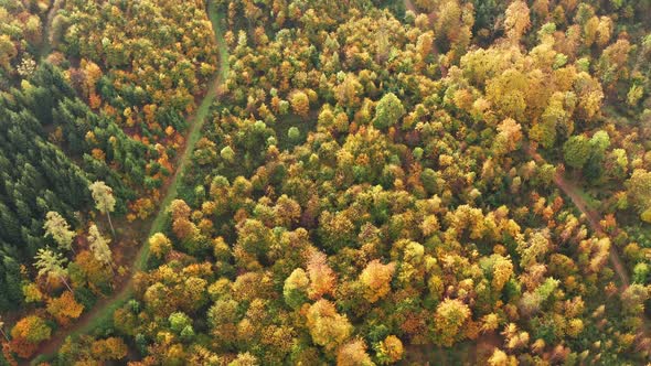 Aerial View Over Alpine Forest Durring Sunset in Autumn