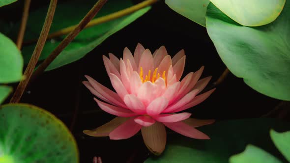 Pink Water Lily Blooming in Time Lapse on a Green Leaves Background alt