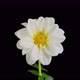 Time lapse of a whitel dahlia blooming - VideoHive Item for Sale