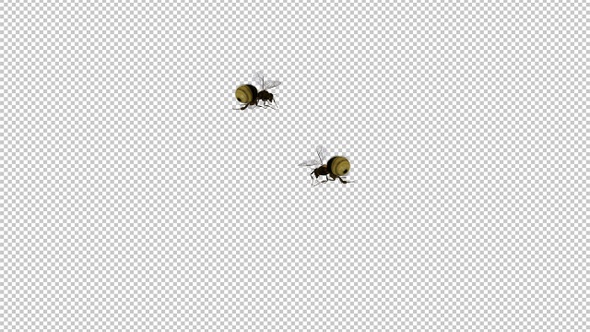 Bumble Bees - 2 Flying Around Screen - Transparent Loop - Alpha Channel