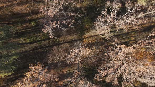 Beautiful Forest with Trees in an Autumn Day alt