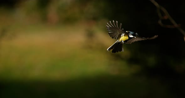 Great Tit, parus major, Adult in Flight, Normandy, Slow motion 4K alt