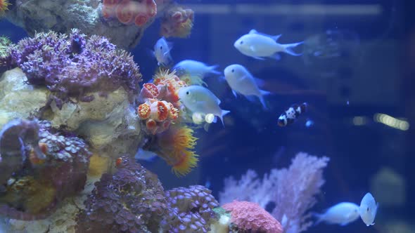 Species of Soft Corals and Fishes in Lillac Aquarium Under Violet or Ultraviolet Uv Light. Purple alt