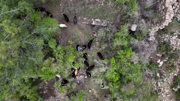 Herd of sheep in the mountains aerial view 4 K alt