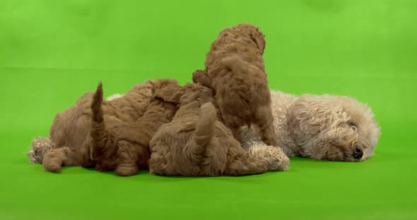 Dog, breed poodle, feeds little puppies.