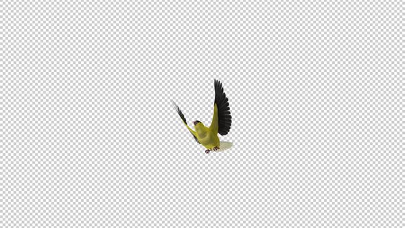American Goldfinch - Flying Transition - II - Alpha Channel