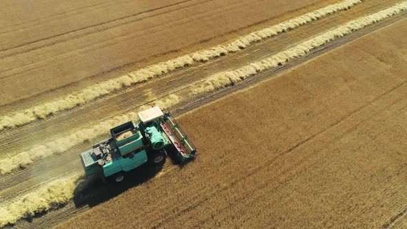 Aerial Drone Footage. Combine Harvester Gathers the Wheat. Harvesting Grain Field