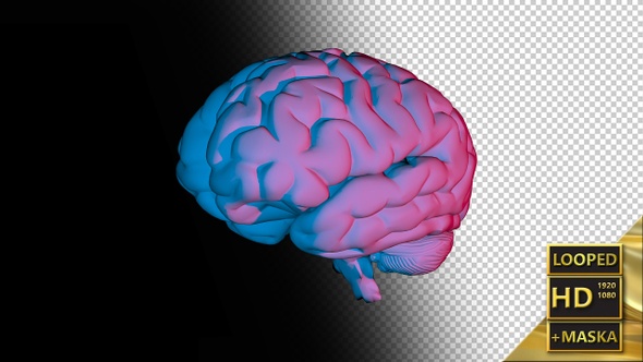Computer Model of the Human Brain 