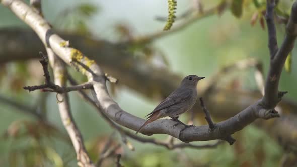 Black redstart - Phoenicurus ochruros standing on the branch.