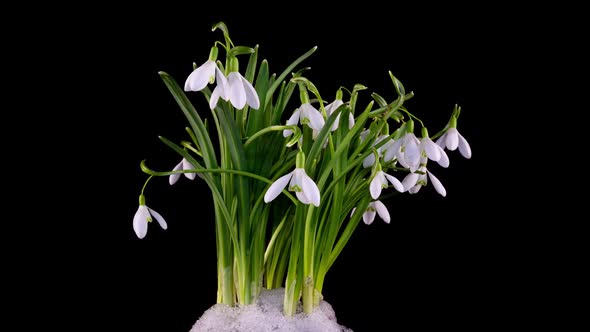 Timelapse of Snowdrop Flowers Opening and Melting Snow on a Black Background Closeup alt