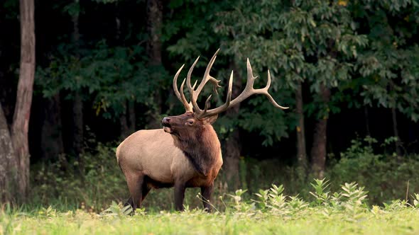 Bull Elk Video Clip in Autumn