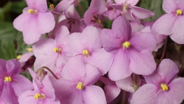 Saintpaulia ionantha plant pink  bud and leaves slow tilt 4K 2160p 30fps UltraHD footage - Beautiful alt