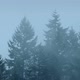 Forest Trees In Thick Mist - VideoHive Item for Sale