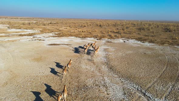A Herd of Przewalski's Horses Gallops Across the Steppe Filmed From a Drone alt